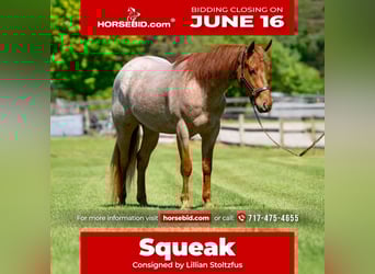 American Quarter Horse, Wallach, 3 Jahre, 157 cm, Roan-Red