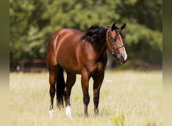 American Quarter Horse, Wallach, 3 Jahre, 157 cm, Rotbrauner