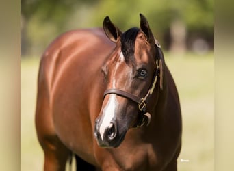 American Quarter Horse, Wallach, 3 Jahre, 157 cm, Rotbrauner