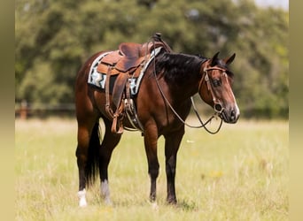 American Quarter Horse, Wallach, 3 Jahre, 157 cm, Rotbrauner