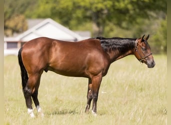 American Quarter Horse, Wallach, 3 Jahre, 157 cm, Rotbrauner