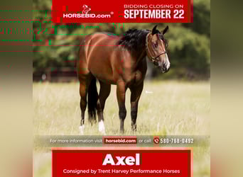 American Quarter Horse, Wallach, 3 Jahre, 157 cm, Rotbrauner