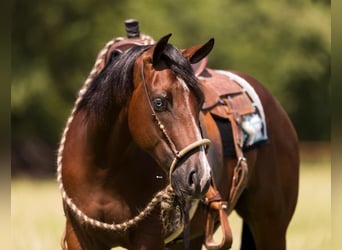 American Quarter Horse, Wallach, 3 Jahre, 157 cm, Rotbrauner