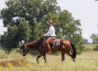American Quarter Horse, Wallach, 3 Jahre, 157 cm, Rotbrauner