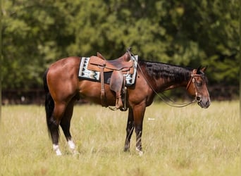 American Quarter Horse, Wallach, 3 Jahre, 157 cm, Rotbrauner