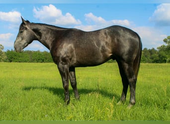 American Quarter Horse, Wallach, 3 Jahre, 157 cm, Schimmel