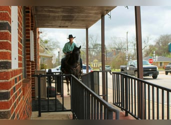 American Quarter Horse, Wallach, 3 Jahre, 157 cm, Schimmel