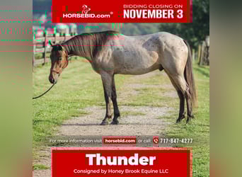 American Quarter Horse Mix, Wallach, 3 Jahre, 157 cm