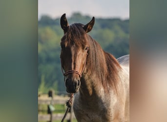 American Quarter Horse Mix, Wallach, 3 Jahre, 157 cm