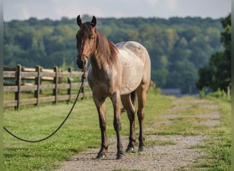 American Quarter Horse Mix, Wallach, 3 Jahre, 157 cm