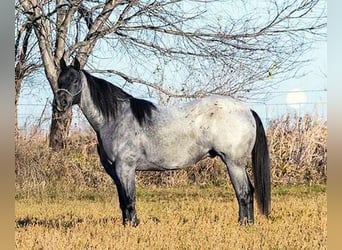 American Quarter Horse Mix, Wallach, 3 Jahre, 157 cm