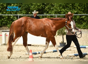 American Quarter Horse, Wallach, 3 Jahre, 159 cm, Fuchs