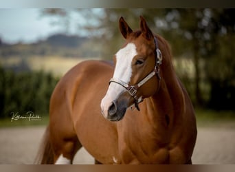 American Quarter Horse, Wallach, 3 Jahre, 159 cm, Fuchs