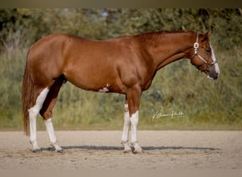American Quarter Horse, Wallach, 3 Jahre, 159 cm, Fuchs