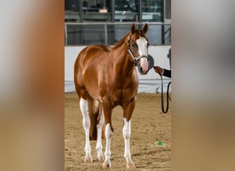 American Quarter Horse, Wallach, 3 Jahre, 159 cm, Fuchs