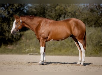 American Quarter Horse, Wallach, 3 Jahre, 159 cm, Fuchs
