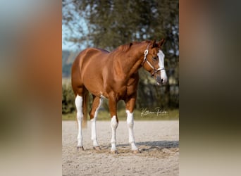 American Quarter Horse, Wallach, 3 Jahre, 159 cm, Fuchs