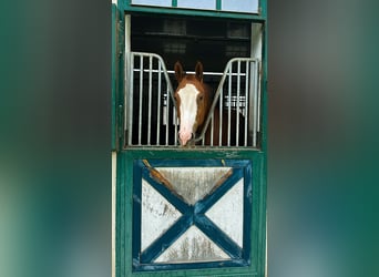 American Quarter Horse, Wallach, 3 Jahre, 159 cm, Fuchs