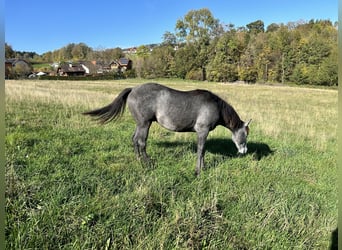 American Quarter Horse, Wallach, 3 Jahre, 160 cm, Schimmel