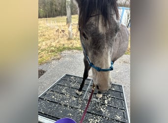 American Quarter Horse, Wallach, 3 Jahre, 160 cm, Schimmel