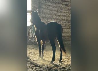 American Quarter Horse Mix, Wallach, 3 Jahre, 163 cm, Dunkelbrauner