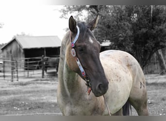 American Quarter Horse, Wallach, 3 Jahre, 163 cm, Roan-Blue