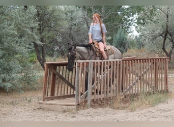 American Quarter Horse, Wallach, 3 Jahre, 163 cm, Roan-Blue