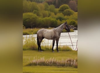 American Quarter Horse, Wallach, 3 Jahre, 163 cm, Roan-Blue