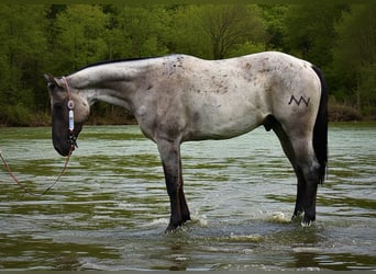 American Quarter Horse, Wallach, 3 Jahre, 163 cm, Roan-Blue