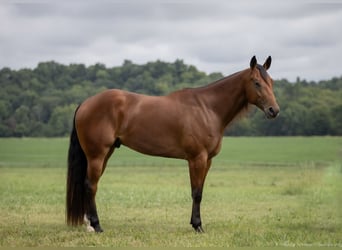 American Quarter Horse, Wallach, 3 Jahre, 163 cm, Rotbrauner