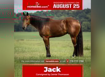 American Quarter Horse, Wallach, 3 Jahre, 163 cm, Rotbrauner