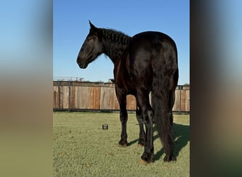 American Quarter Horse, Wallach, 3 Jahre, 175 cm, Rappe