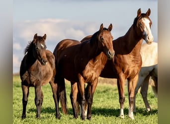 American Quarter Horse, Wallach, 3 Jahre, Brauner