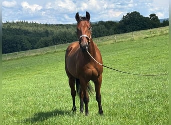 American Quarter Horse, Wallach, 3 Jahre, Brauner