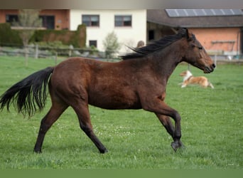 American Quarter Horse, Wallach, 3 Jahre, Brauner