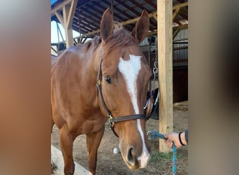 American Quarter Horse, Wallach, 3 Jahre, Brauner