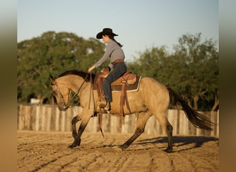 American Quarter Horse, Wallach, 3 Jahre, Buckskin