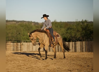 American Quarter Horse, Wallach, 3 Jahre, Buckskin