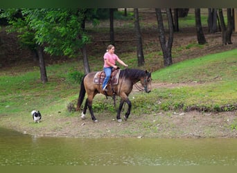 American Quarter Horse, Wallach, 3 Jahre, Buckskin