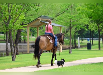 American Quarter Horse, Wallach, 3 Jahre, Buckskin