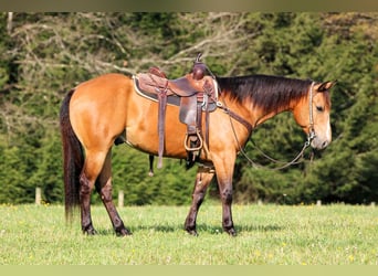 American Quarter Horse, Wallach, 3 Jahre, Buckskin