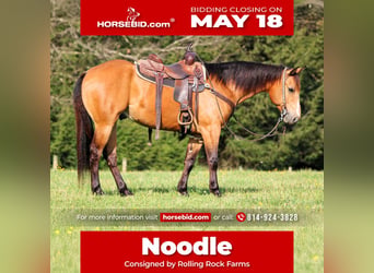American Quarter Horse, Wallach, 3 Jahre, Buckskin