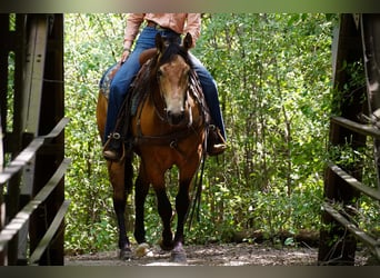 American Quarter Horse, Wallach, 3 Jahre, Buckskin