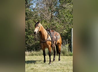 American Quarter Horse, Wallach, 3 Jahre, Buckskin