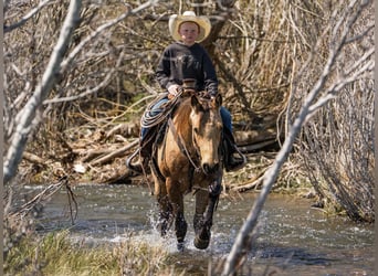 American Quarter Horse, Wallach, 3 Jahre, Buckskin