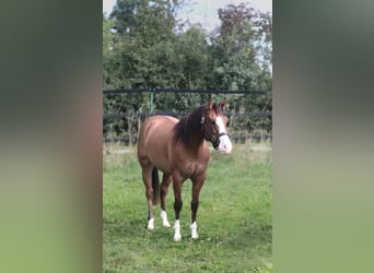 American Quarter Horse, Wallach, 3 Jahre, Dunalino