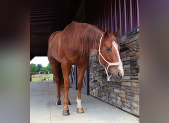 American Quarter Horse, Wallach, 3 Jahre, Dunkelfuchs