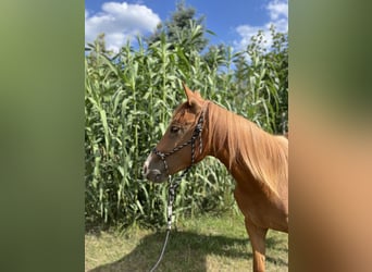American Quarter Horse, Wallach, 3 Jahre, Dunkelfuchs