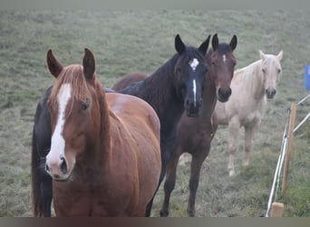 American Quarter Horse, Wallach, 3 Jahre, Dunkelfuchs
