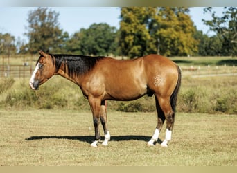 American Quarter Horse, Wallach, 3 Jahre, Falbe